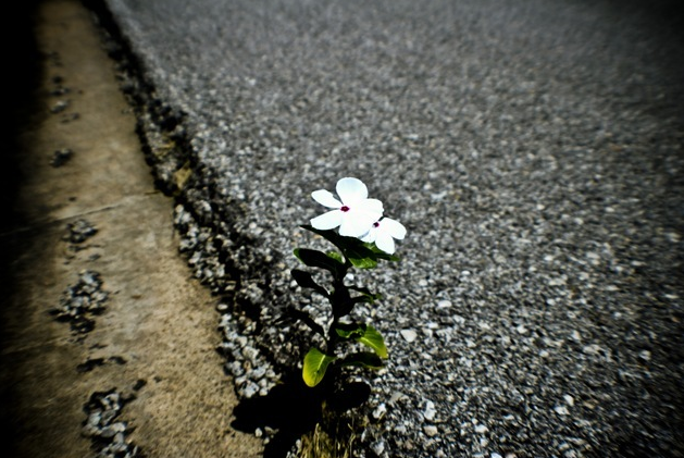 asphalt_flower