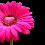 happy valentines day - pink gerbera with a heart of chocolate! by Vanessa Pike-Russell